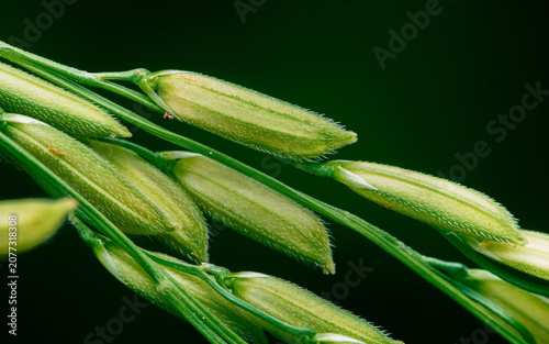 Young green rice grains growing on healthy stalk