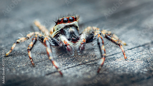 Jumping spider watching with multiple eyes on wooden surface