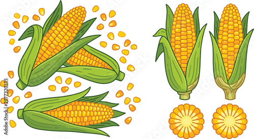 Quadro su tela Fresh sweet corn cobs, scattered kernels and cut slices, cartoon vector illustra