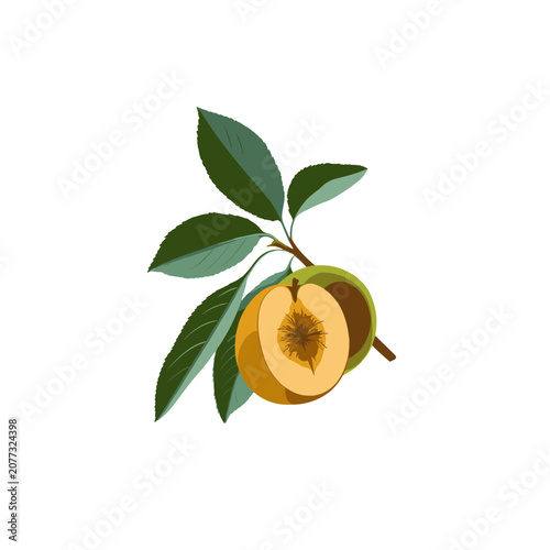 Flat illustration of a peach with leaves and branch