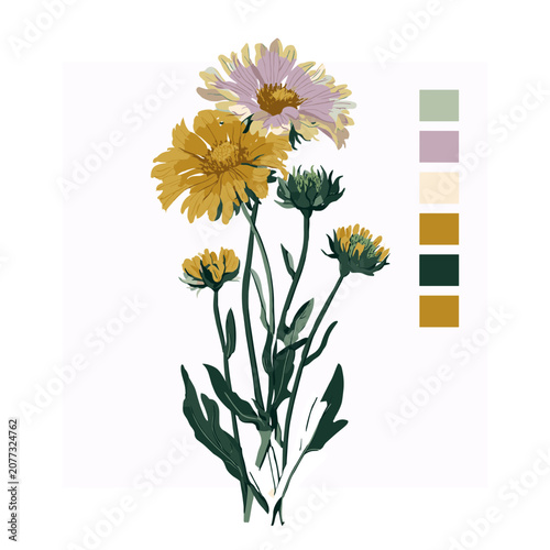 Wildflower illustration with daisies and asters