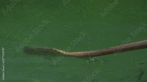 Close up of oar entering water during rowing with rhythmic strokes and gentle pan up