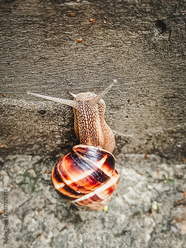 Burgundy snail (Helix pomatia) with a closed shell. Close-up, selective focus. Vertical photograph.