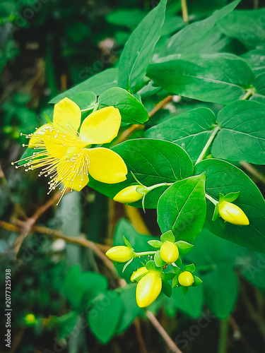 Yellow flower of St. John's wort (Hypericum perfoliatum). Vertical photo.