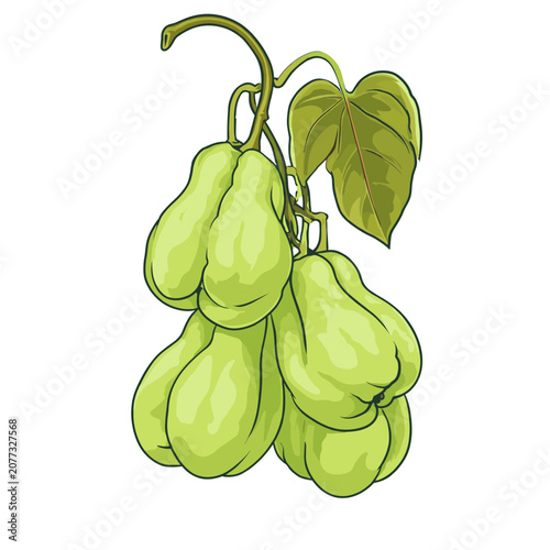 Chayote squash vector illustration with leaves and vine