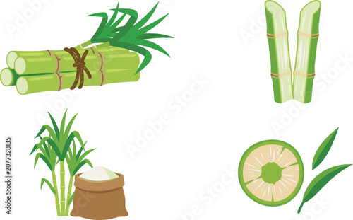 Fresh green sugarcane stalks vector illustration set with bundle of sugar cane sticks cut halves sliced piece with leaves and sack of white refined sugar isolated on white background