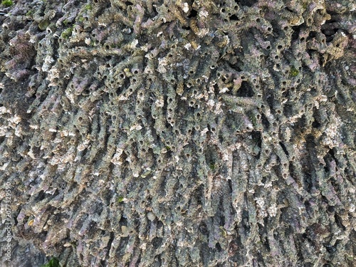 coral rock texture