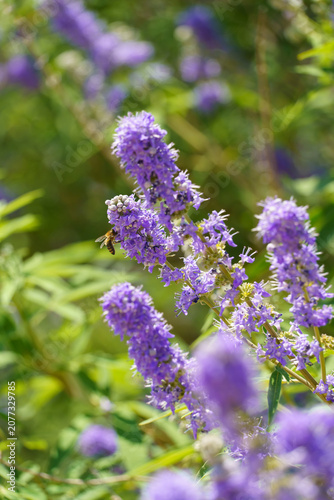 Quadro su tela Honey bee pollinating the purple blossoms of a chaste tree (Vitex agnus-castus)
