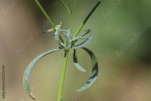 Foto Close-up of a delicate pink Silene portensis flower on a slender stem with waxy