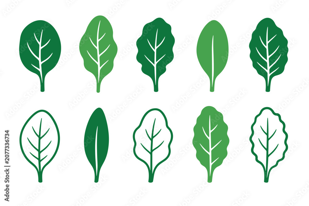 Fototapeta premium Green spinach leaf vector icons set representing fresh healthy organic salad greens with various shapes of foliage in solid and outline styles for culinary design