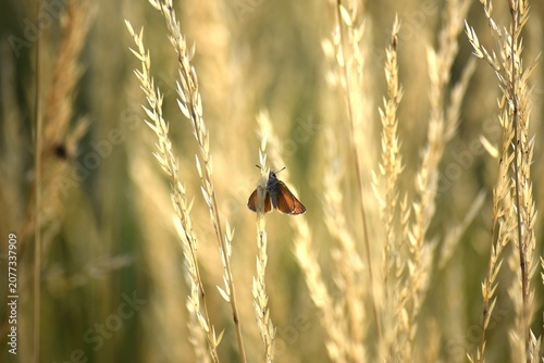 Obraz na plátně Butterfly sails a little in the Wind shadow