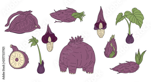 Purple eggplant vegetable illustrations.