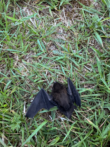 Black bat. Against a background of green grass.
