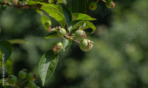 New, small and young green apples on the apple tree.
