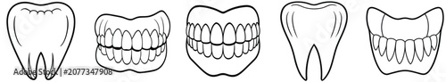 Dental anatomy illustration with teeth vector sketches.