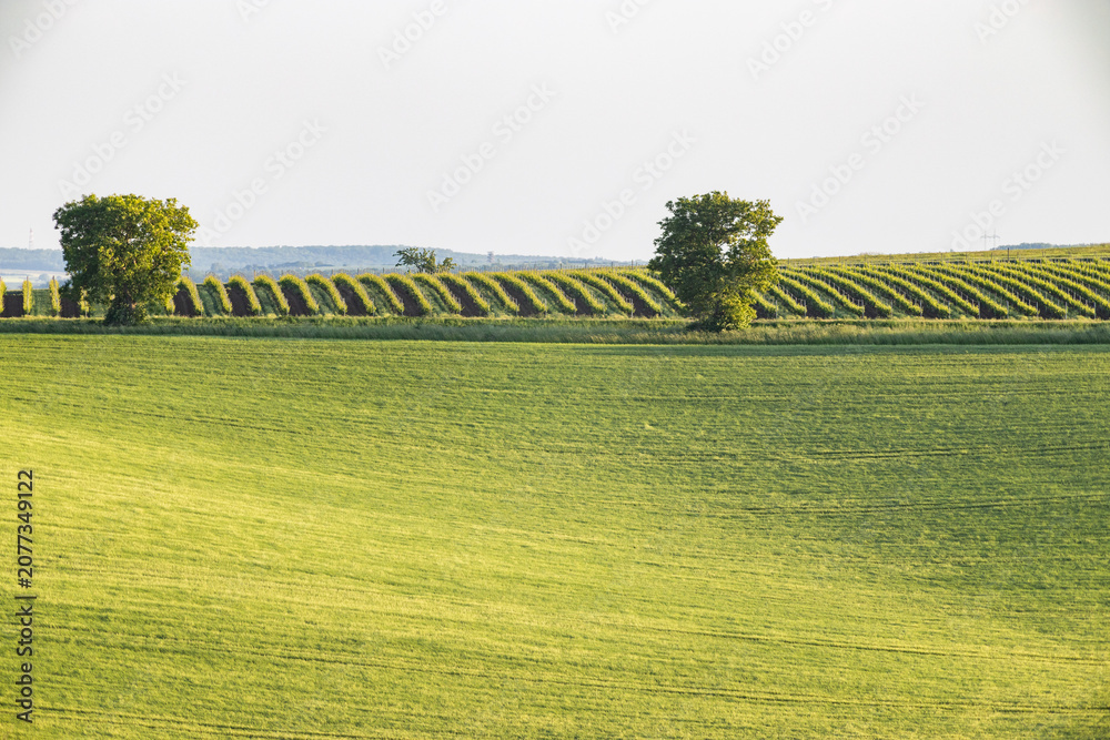 Fototapeta premium vineyard in early summer in Czech Moravia