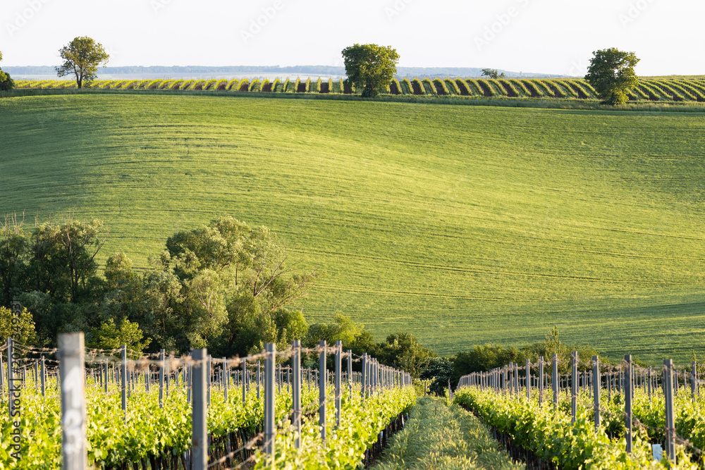Obraz premium vineyard in early summer in Czech Moravia