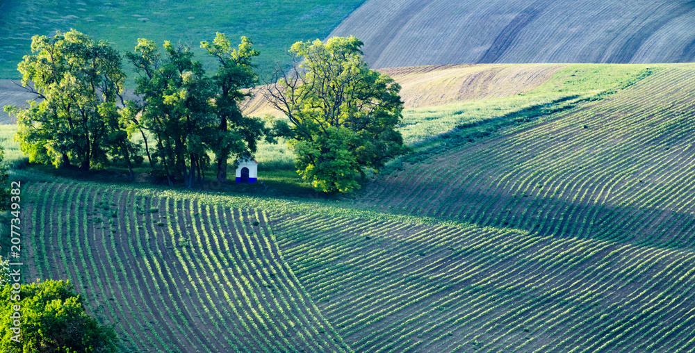 Fototapeta premium rolling green fields in early summer in Czech Moravia