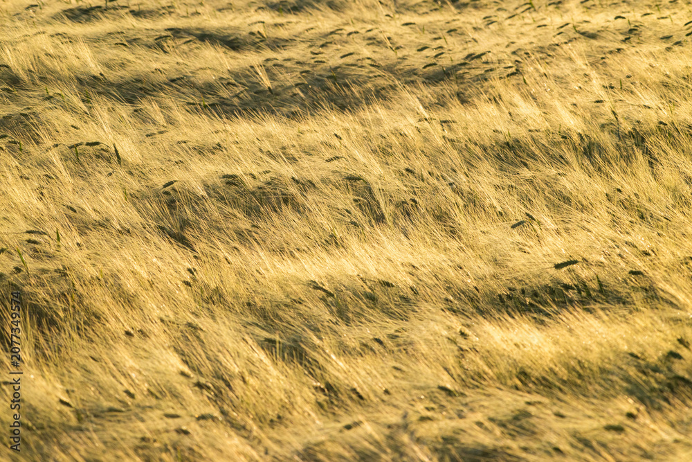 Obraz premium golden wheat field in sunset light