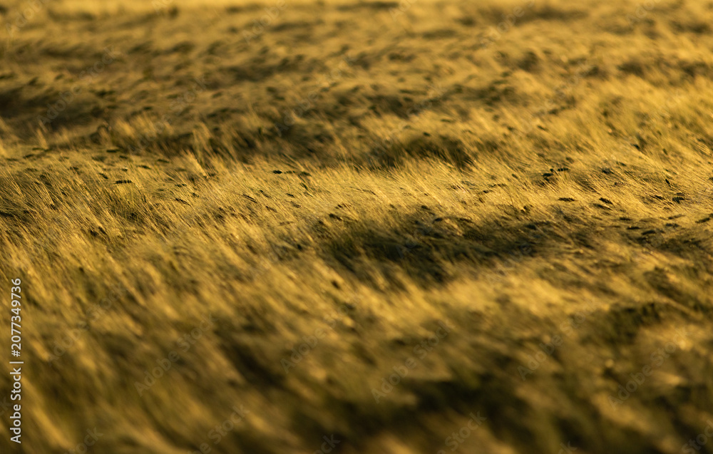 Obraz premium golden wheat field in sunset light