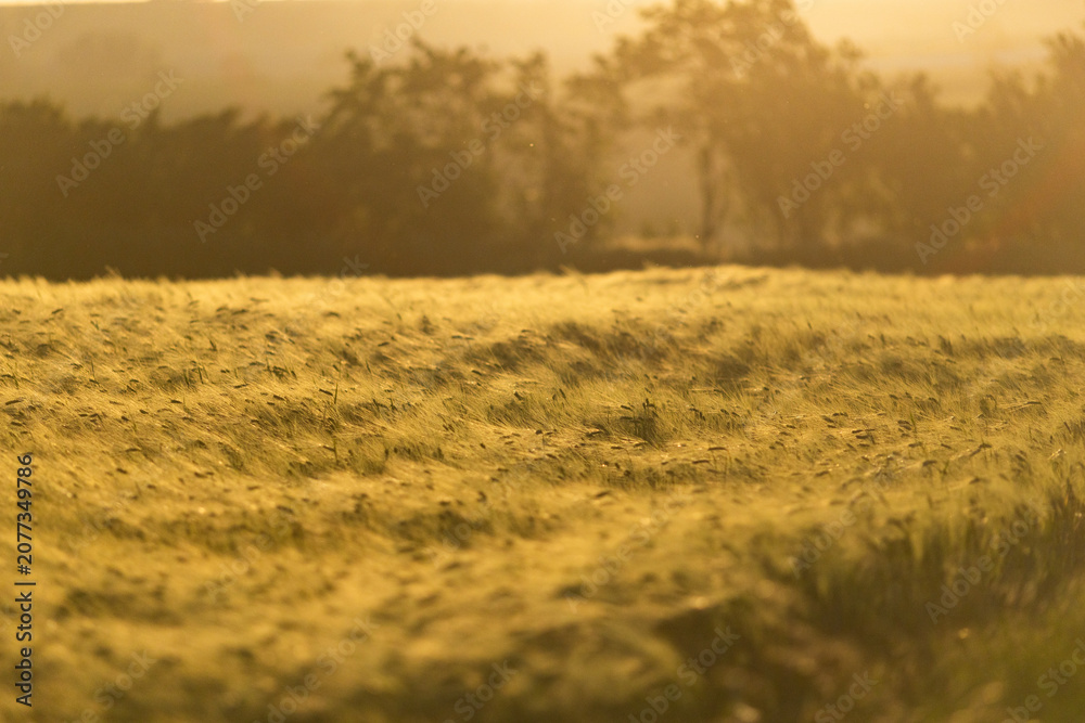 Obraz premium golden wheat field in sunset light