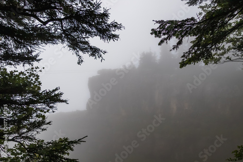 Misty forest cliff framed by evergreen branches