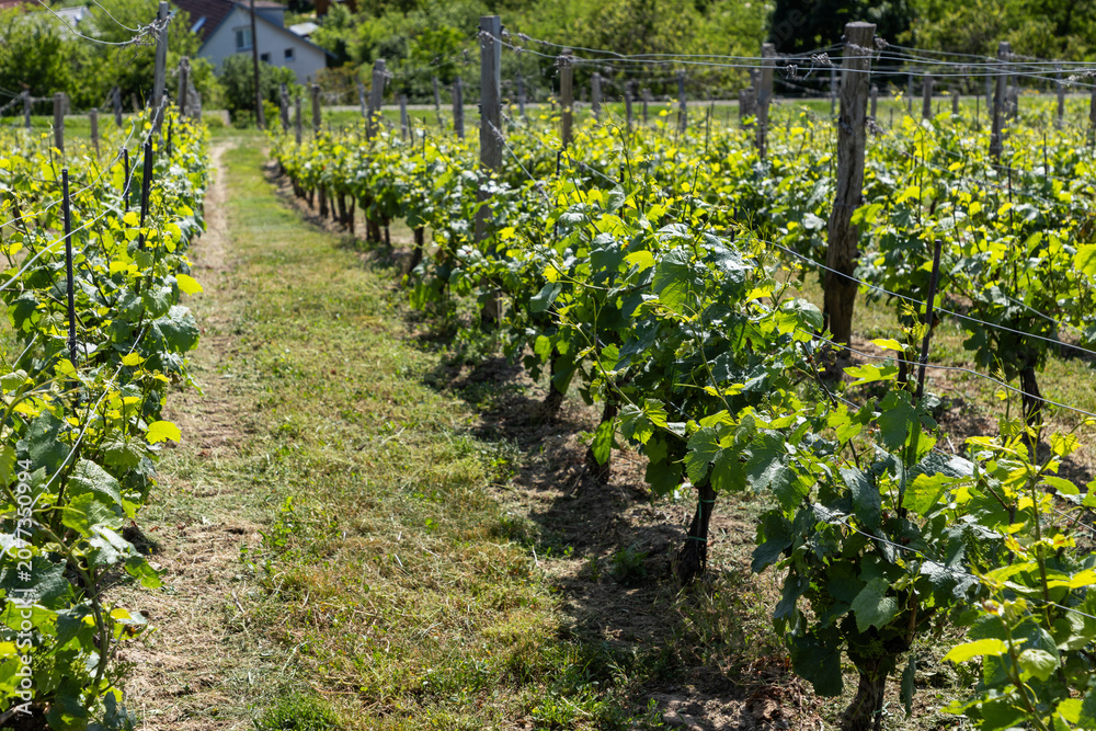 Fototapeta premium vineyard in early summer in Czech Moravia