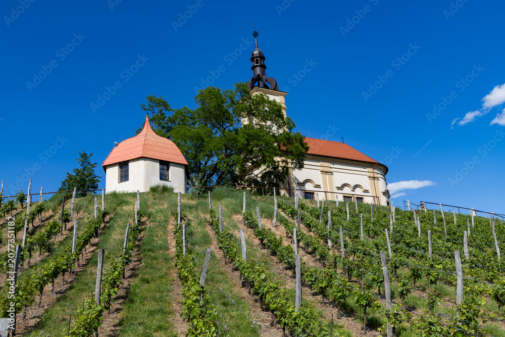 Fototapeta premium church in middle of a vineyard in Moravia