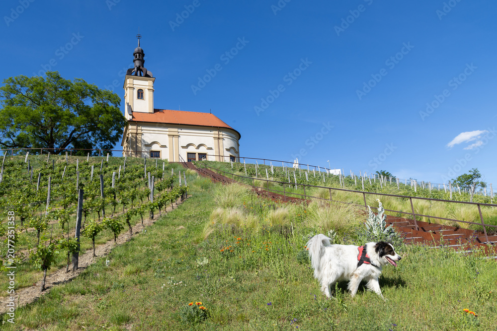 Fototapeta premium church in middle of a vineyard in Moravia