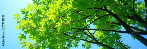 Towering willow, vibrant green leaves against azure sky, peace, foliage, picture