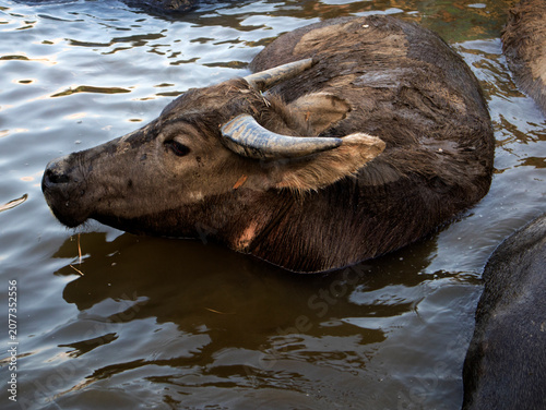 Tableau sur toile buffaloes soaking in the river after a day's work helping farmers