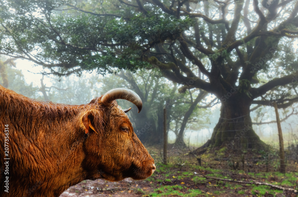 Fototapeta premium Profile of a brown cow with horns standing in the mystical misty Fanal forest with ancient laurel trees in Madeira