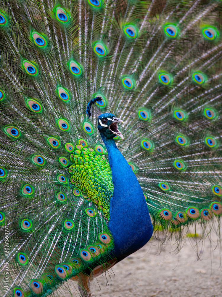 Obraz premium Vibrant calling male Indian peafowl displaying train feathers with open beak.
