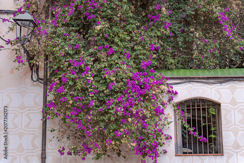 Barcelona wall vibrant bougainvillea flowers covering building facade