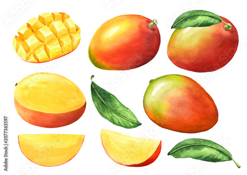 Fresh mango full and cut with slice and leaves set. Original Hand drawn watercolor illustration isolated on white background
