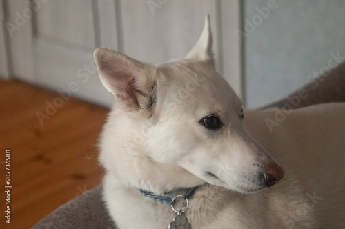 White dog sitting indoors with a blue collar and tag