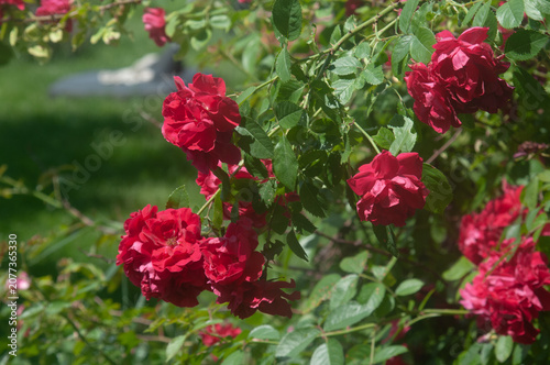 Red rose bush with lush-green leaves and blooming-flower-clusters-of-red-roses