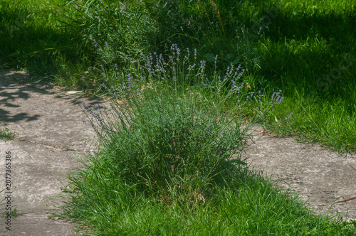 Lavender plant with purple flowers in a garden