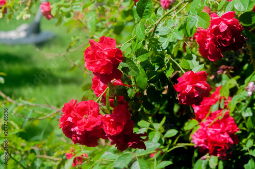Bright red rose bush with green leaves in a sunny garden