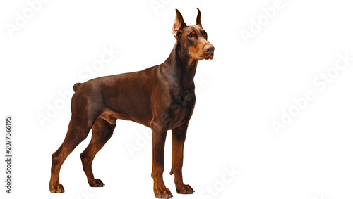 Photography Brown Doberman Pinscher standing alertly