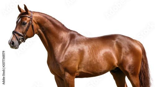 Photos Brown horse with bridle standing sideways