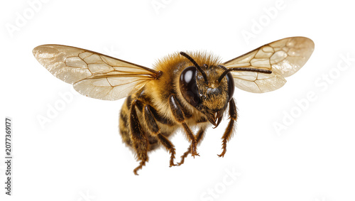 Photography Honey bee with wings spread flying forward