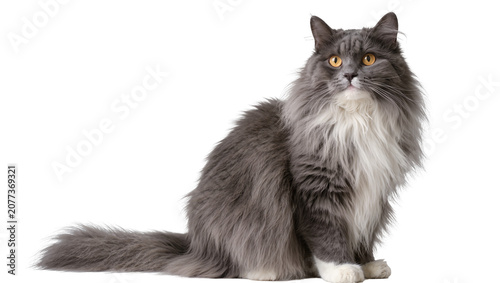Tablou pe pânză Fluffy grey long-haired cat with yellow eyes sitting