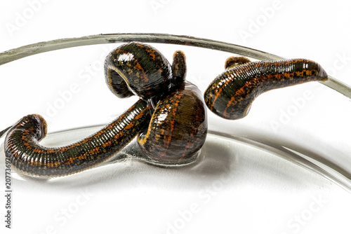 Canvastavla Medical leeches on white background closeup