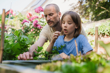 Father and son harvesting vegetables together in summer garden