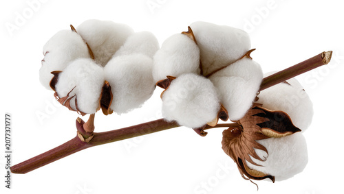 Foto Cotton plant branch with fluffy white bolls and brown leaves