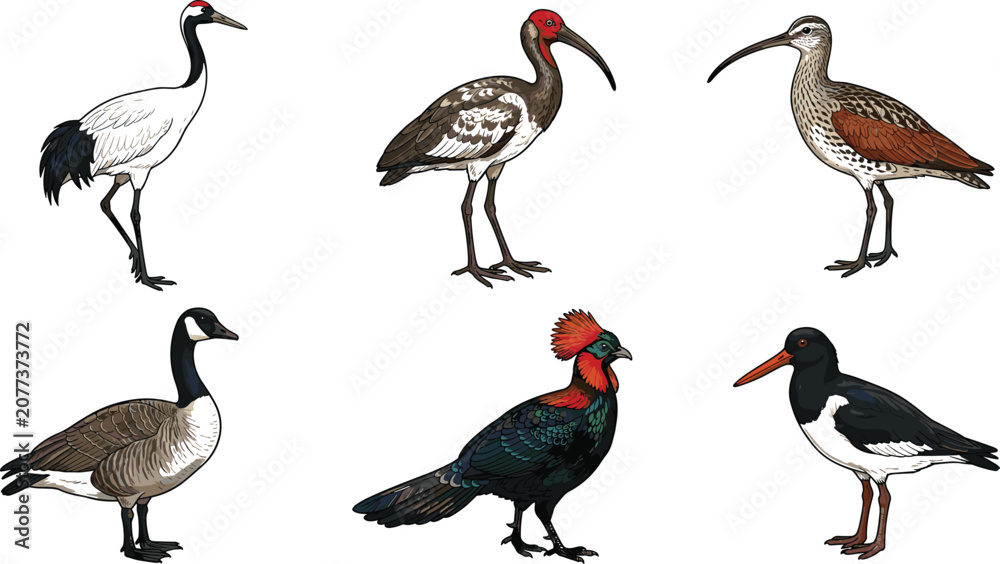 Fototapeta premium Hand drawn wild birds vector set including crane ibis goose curlew and oystercatcher isolated on white background illustration