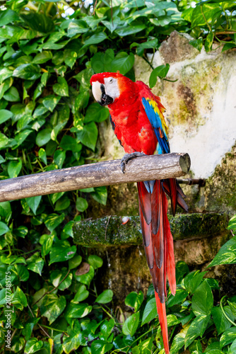 red, blue and yellow macaw