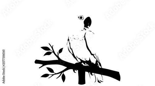 Valokuva Young Sulphur Crested Cockatoo Perched on Branch Wildlife Vector Illustration I
