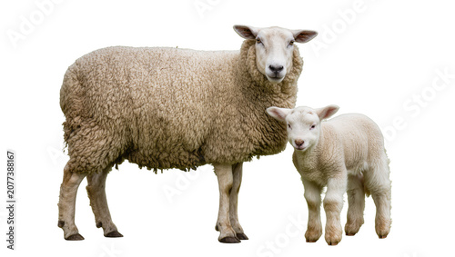 фотографія Sheep and lamb with wooly coats